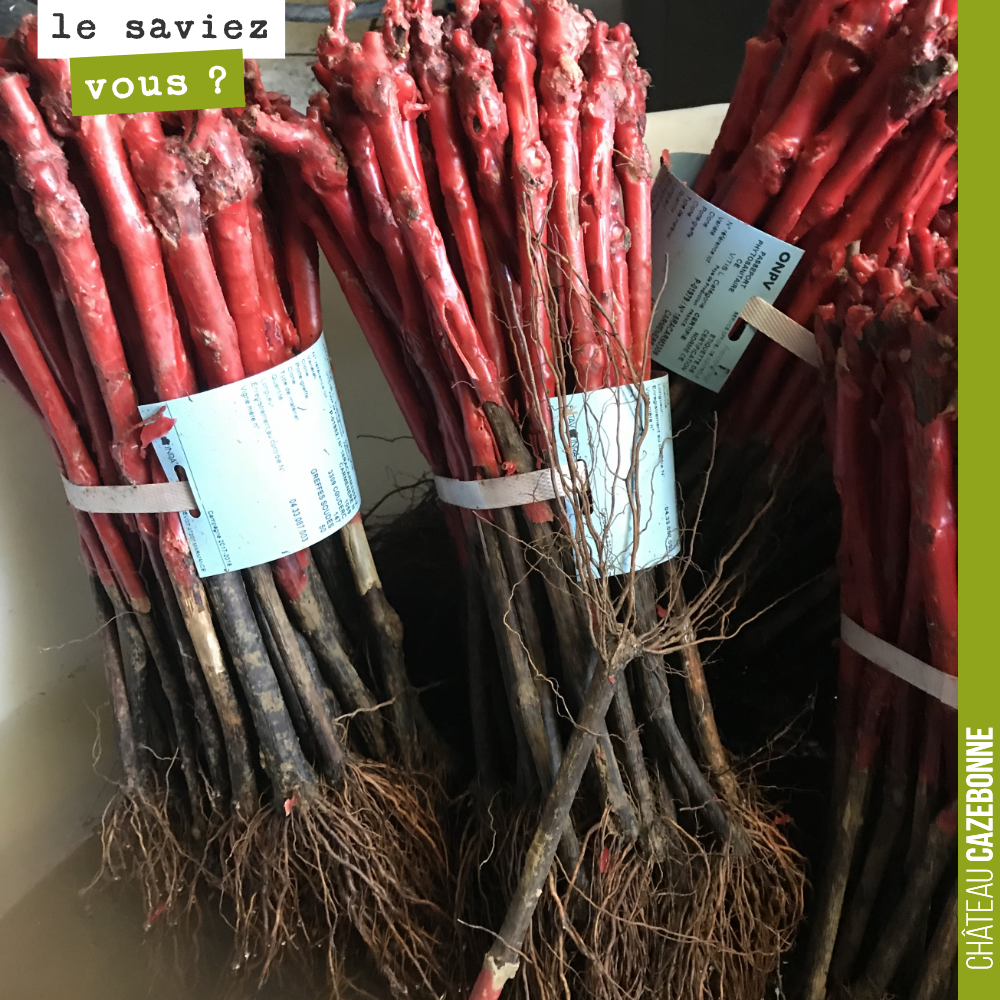 This is what rooted vine cuttings look like!