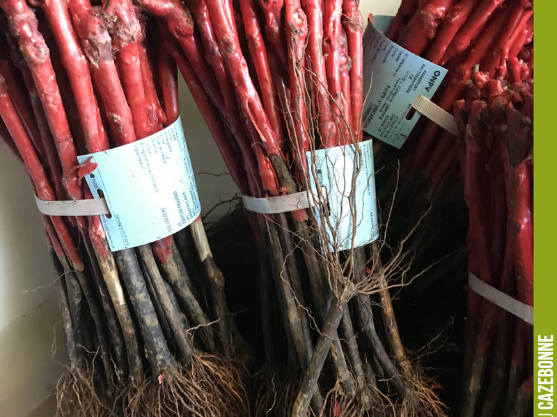 This is what rooted vine cuttings look like!