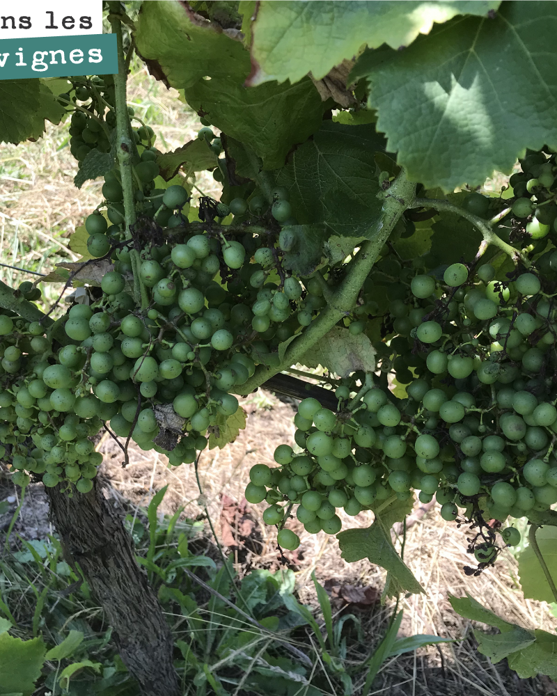 Les grappes de sémillon sont belles, juste un peu de perte due à la coulure.
Ce cépage a été épargné par le mildiou à la différence du merlot où on observe jusqu’à 50% de perte sur certaines parce...