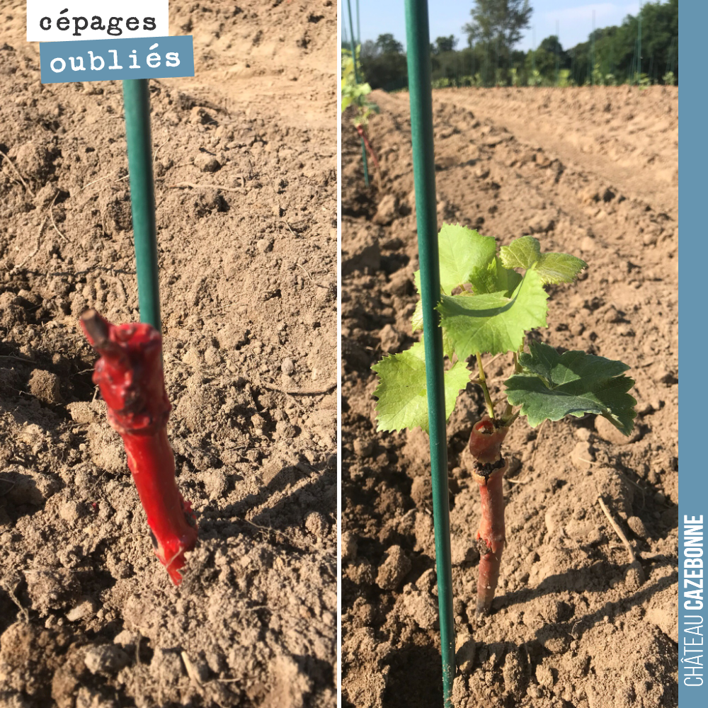 Today, we planted two types of vines: potted vines (on the right) and rooted vines (on the left).
In both cases, the goal will be to develop shoots that will then need to...