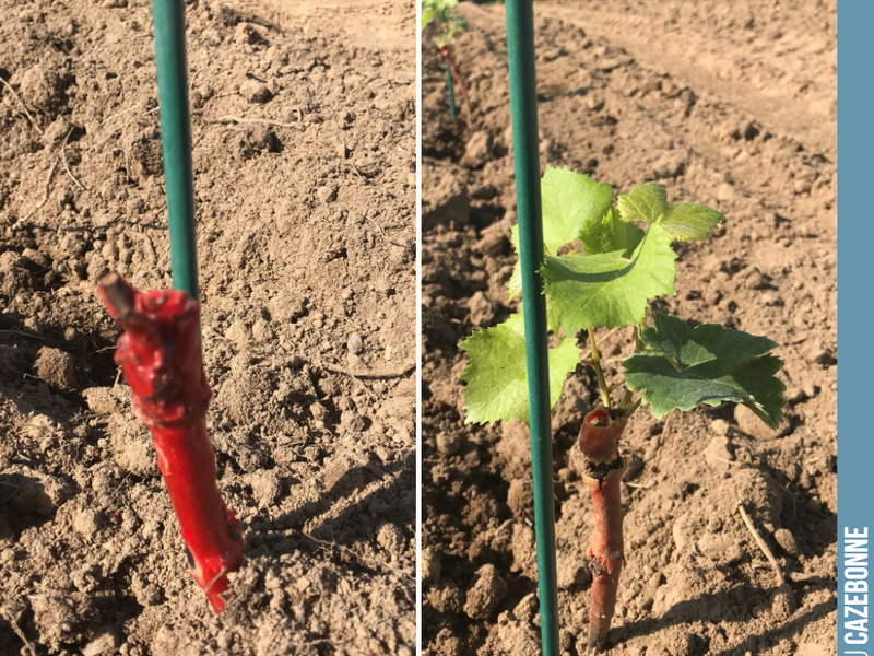 Today, we planted two types of vines: potted vines (on the right) and rooted vines (on the left).
In both cases, the goal will be to develop shoots that will then need to...