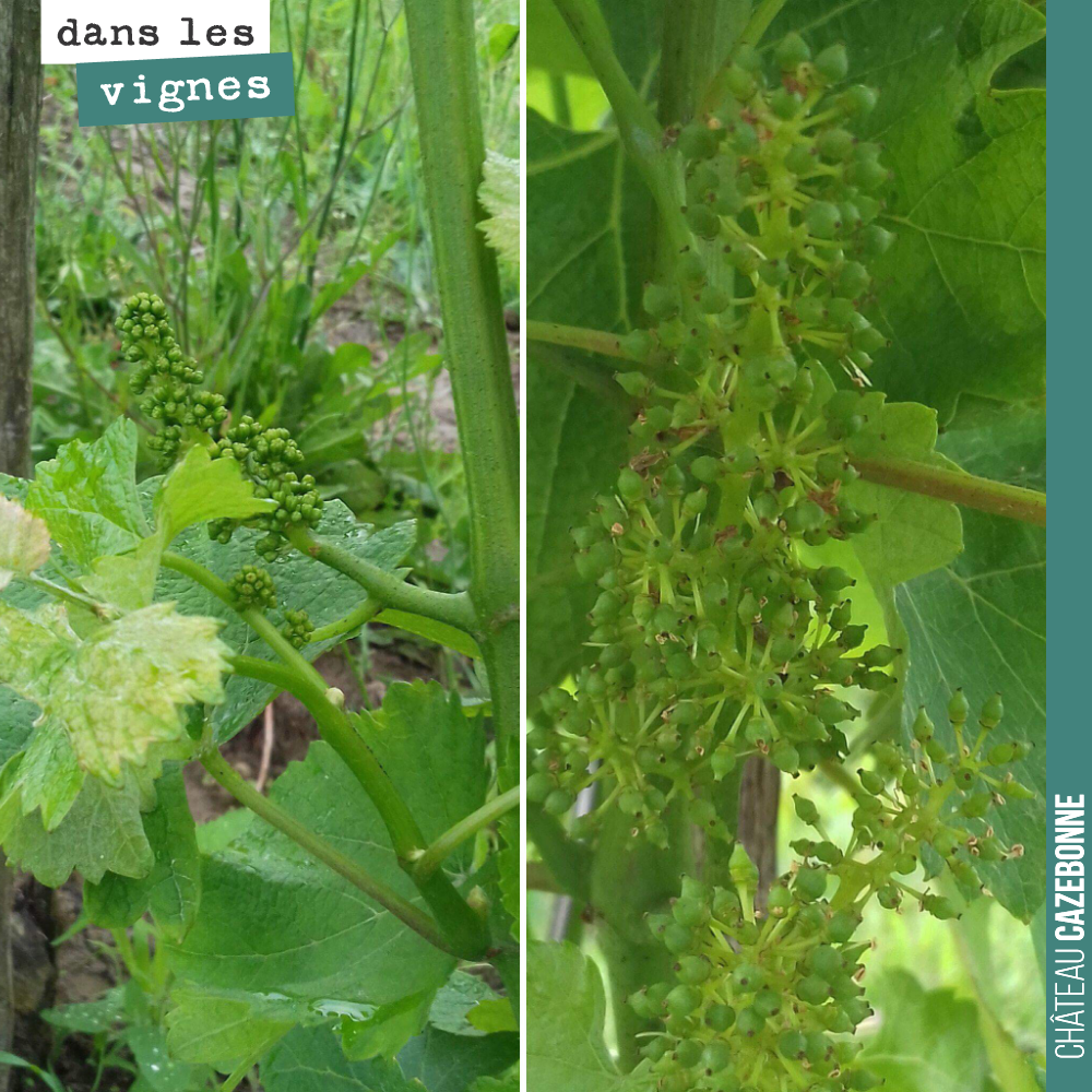 On the left, a bunch from a vine top-grafted with Sauvignon Gris this year.
On the right, a bunch of the same variety grafted last year.
We should have a full harvest of these Sauvignons ...
