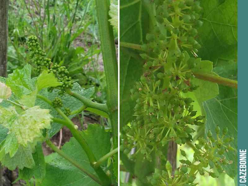 On the left, a bunch from a vine top-grafted with Sauvignon Gris this year.
On the right, a bunch of the same variety grafted last year.
We should have a full harvest of these Sauvignons ...