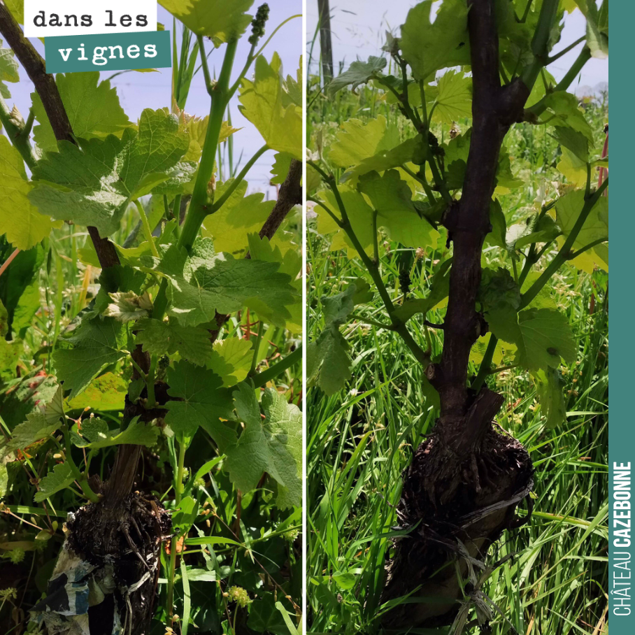 We top-grafted these Sauvignon Gris vines last year, and they were then hard hit by hail.
Seeing them so vigorous in early May delights us!