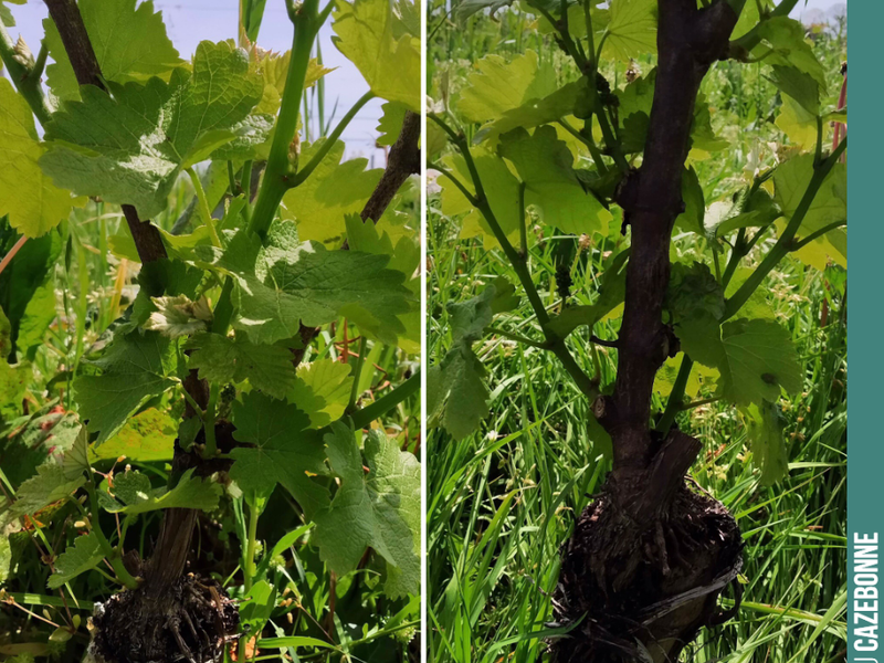 We top-grafted these Sauvignon Gris vines last year, and they were then hard hit by hail.
Seeing them so vigorous in early May delights us!