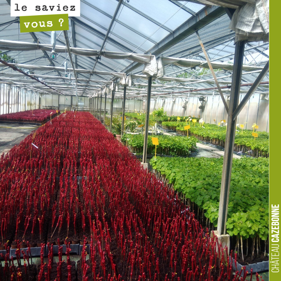 At the vine nursery (here, Pepinieres Bougès), work is in full swing to deliver the young vines for the spring plantings. Vines of gros verdot, gros cabernet, Mancin and other petit pejac are...