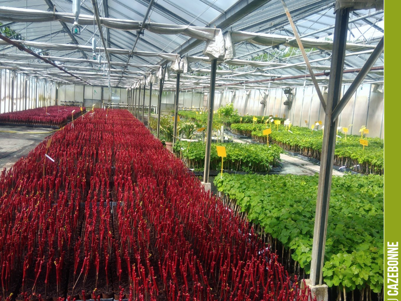 At the vine nursery (here, Pepinieres Bougès), work is in full swing to deliver the young vines for the spring plantings. Vines of gros verdot, gros cabernet, Mancin and other petit pejac are...
