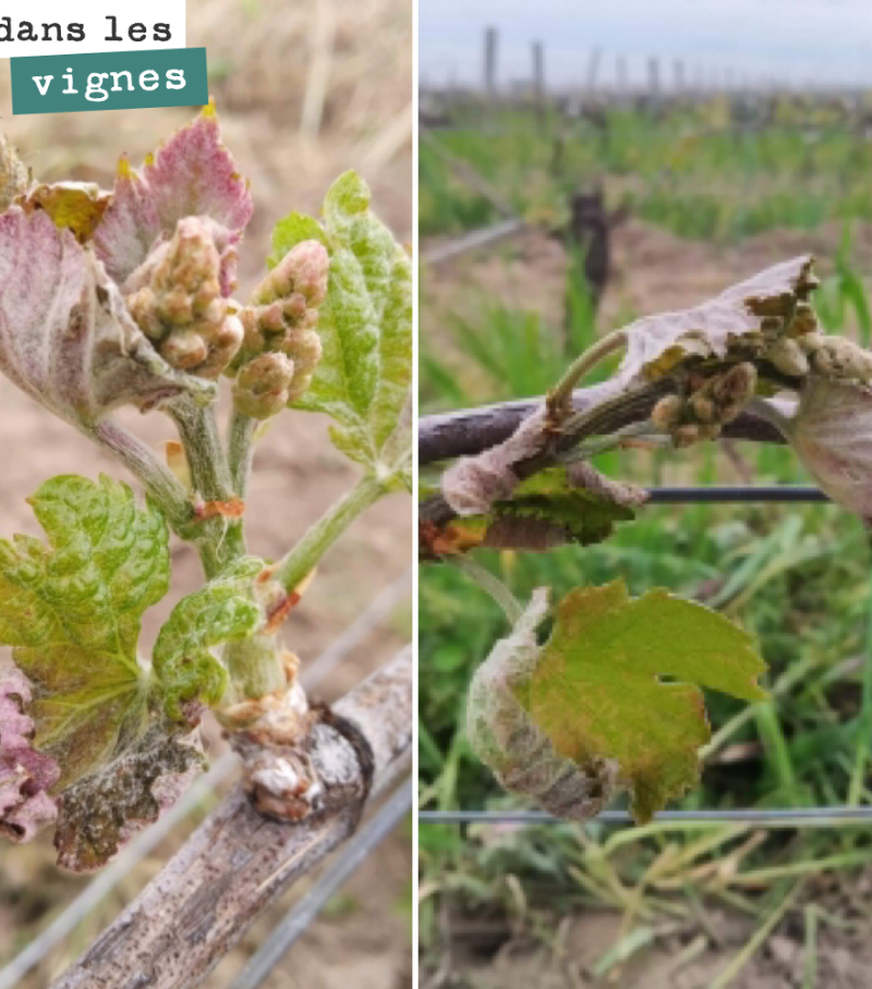 Retour sur le gel qui a touché nos vignes ce week-end. On peut dire que l’on a eu beaucoup de chances. Les nuages qui ont voilé le ciel dans la nuit de vendredi à samedi, ont fait remonter les temp...