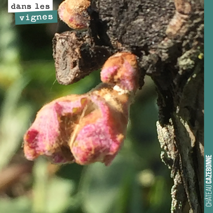 Quiet, it's growing.
This year, because of last year's hail, we did a lot of short spur pruning. That means we left the buds, on the cane end, very close to the vine stock. 
Thi...