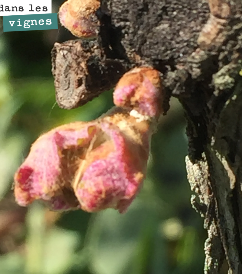 Silence, ça pousse.
Cette année, à cause de la grêle de l’année dernière, on a beaucoup taillé à cot. C’est à dire que l’on a laissé les bourgeons, sur le bout de sarment, très proches du cep. 
Cel...