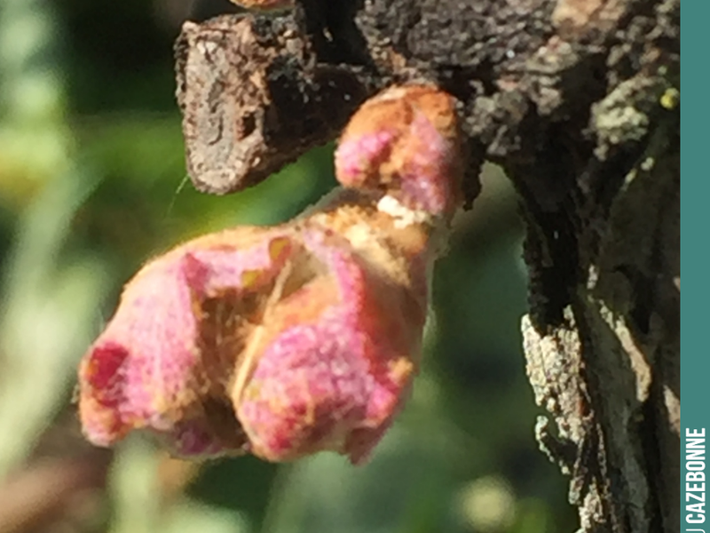Quiet, it's growing.
This year, because of last year's hail, we did a lot of short spur pruning. That means we left the buds, on the cane end, very close to the vine stock.
Thi...