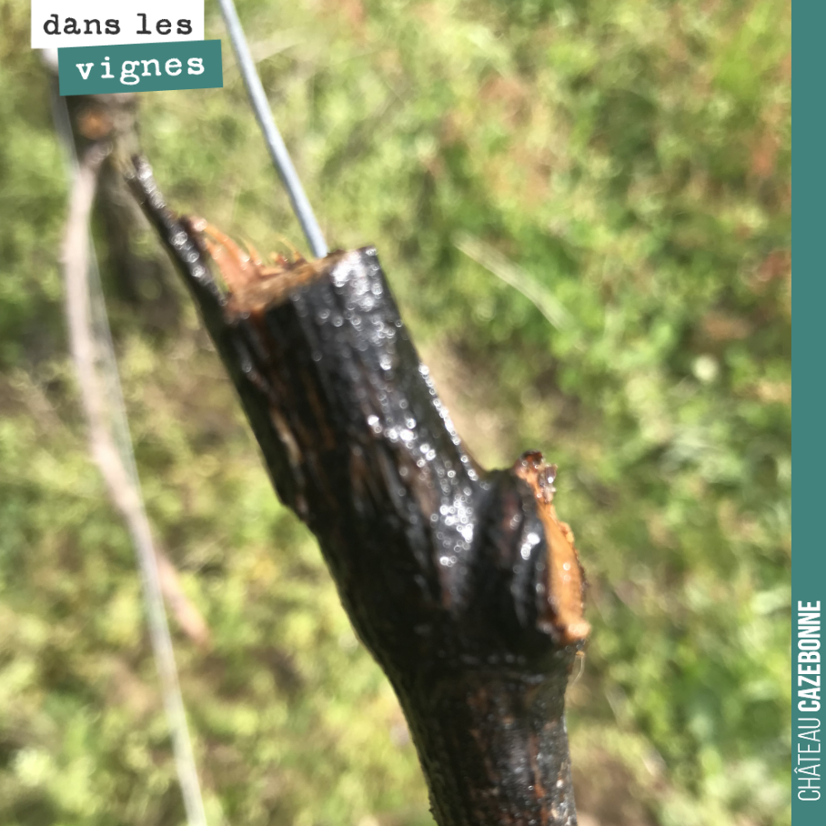 The vine is weeping on this freshly pruned Cabernet Sauvignon cane. The sap is rising, marking the return of spring—a true sign of life for the vine.