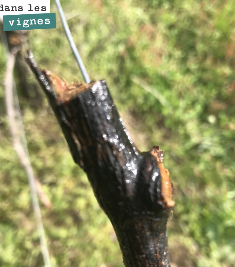 The vine is weeping on this freshly pruned Cabernet Sauvignon cane. The sap is rising, marking the return of spring—a true sign of life for the vine.