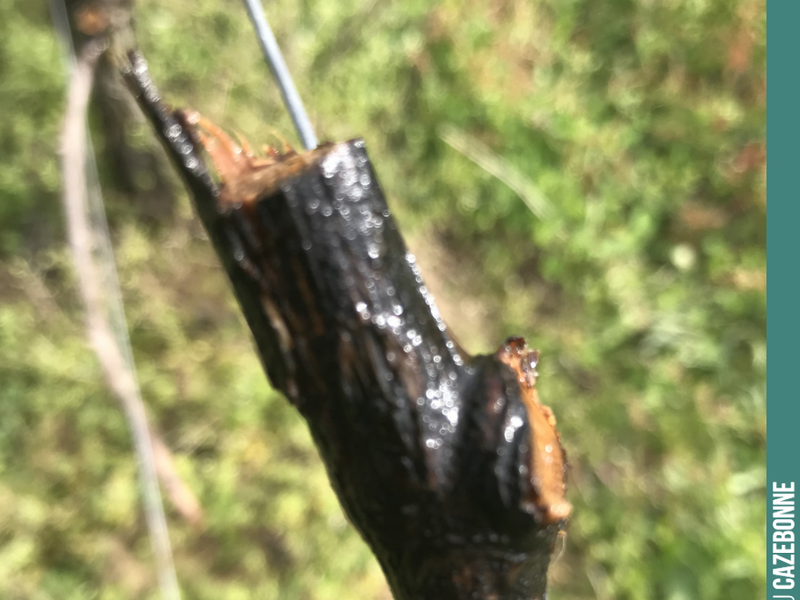 The vine is weeping on this freshly pruned Cabernet Sauvignon cane. The sap is rising, marking the return of spring—a true sign of life for the vine.