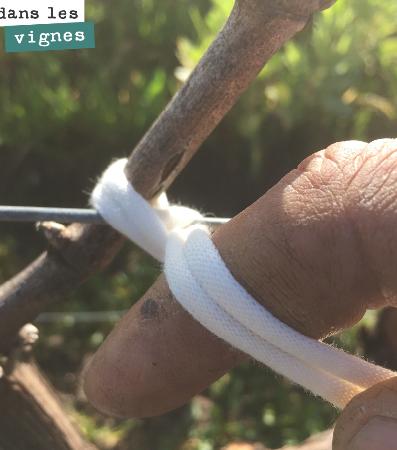 Cette opération s’appelle le calage. Il s’agit d’attacher le sarment au fil afin de caler le cep et qu’il reste bien dans le rang. Cela permettra d’éviter d’endommager le cep lors des passages méca...