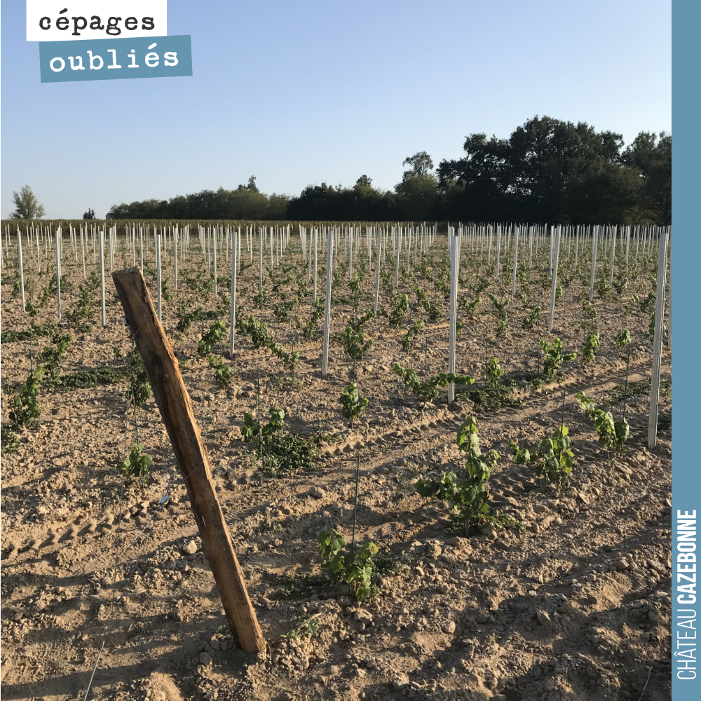 Our plot of forgotten grape varieties at Couet, which will now spend the winter quietly, ready to flourish again in spring.
The planting was a success. The vines have put down their first roots. I...