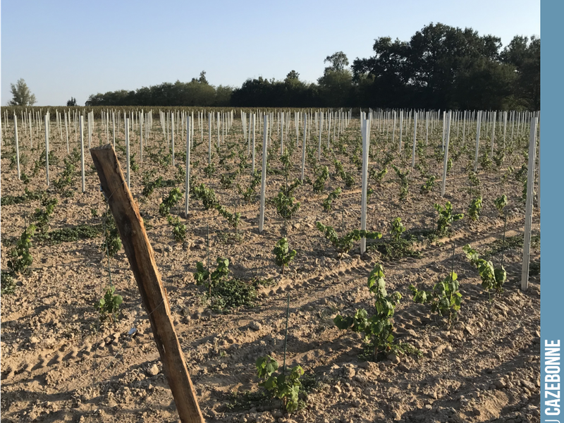 Our plot of forgotten grape varieties at Couet, which will now spend the winter quietly, ready to flourish again in spring.
The planting was a success. The vines have put down their first roots. I...