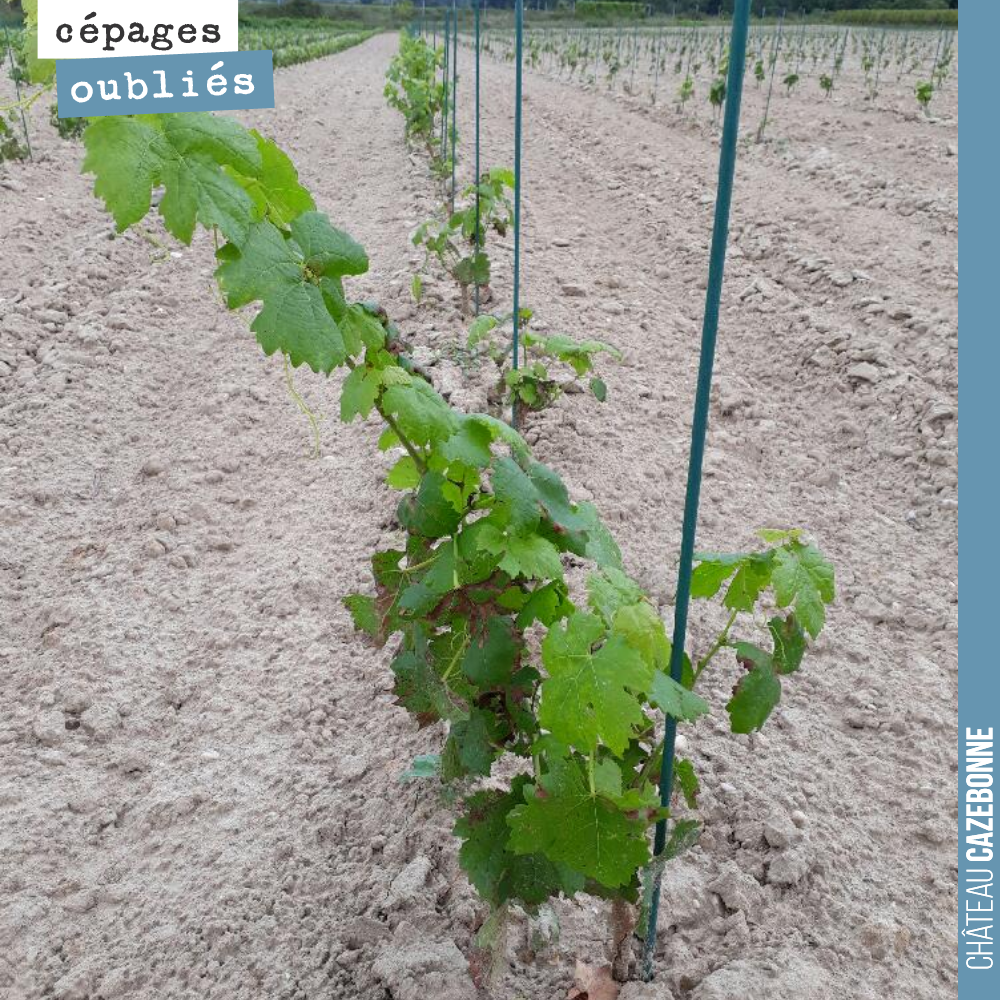 The majority of the vine plants we planted this year were potted vines.
We used bare-root plants for Carménère and Petit Verdot.
The bare-root vines developed much m...