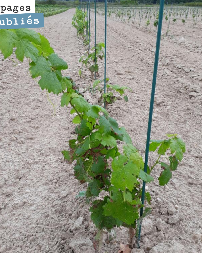 The majority of the vine plants we planted this year were potted vines.
We used bare-root plants for Carménère and Petit Verdot.
The bare-root vines developed much m...