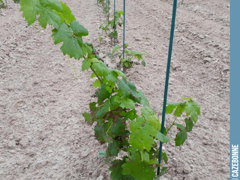 The majority of the vine plants we planted this year were potted vines.
We used bare-root plants for Carménère and Petit Verdot.
The bare-root vines developed much m...