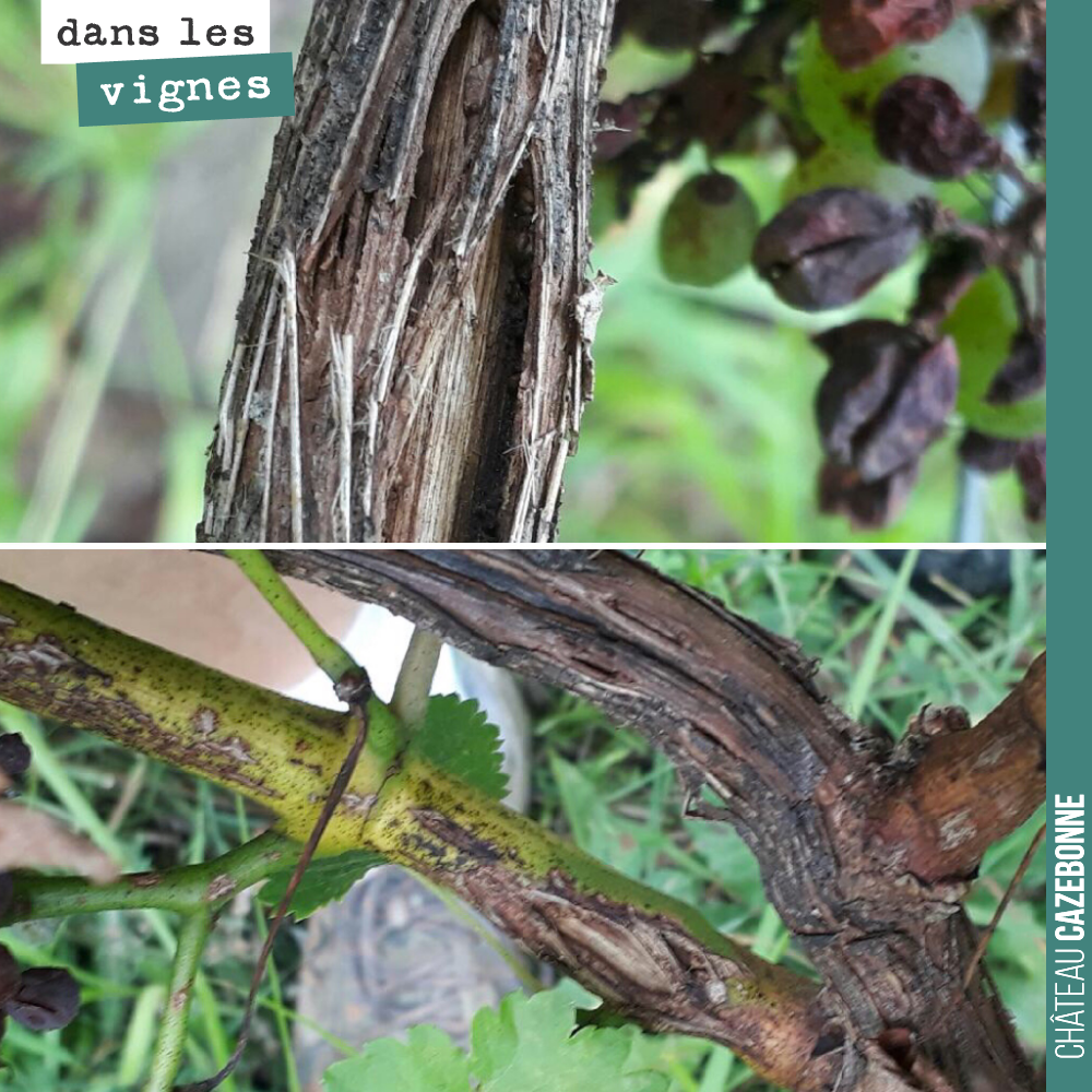 Pruning already looks set to be complicated.
The good news is that the wood is lignifying, a necessary prerequisite for winter pruning.