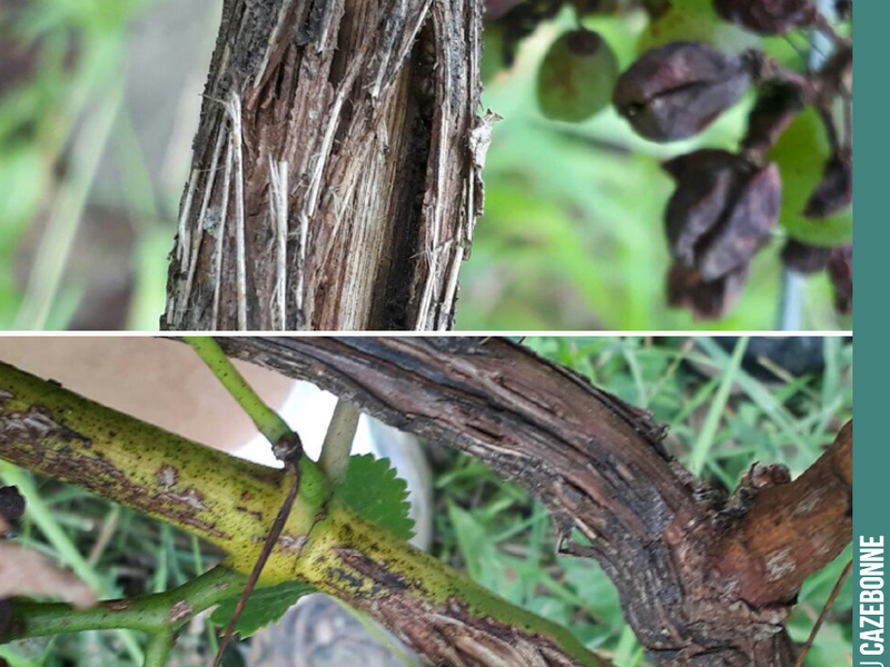 Pruning already looks set to be complicated.
The good news is that the wood is lignifying, a necessary prerequisite for winter pruning.