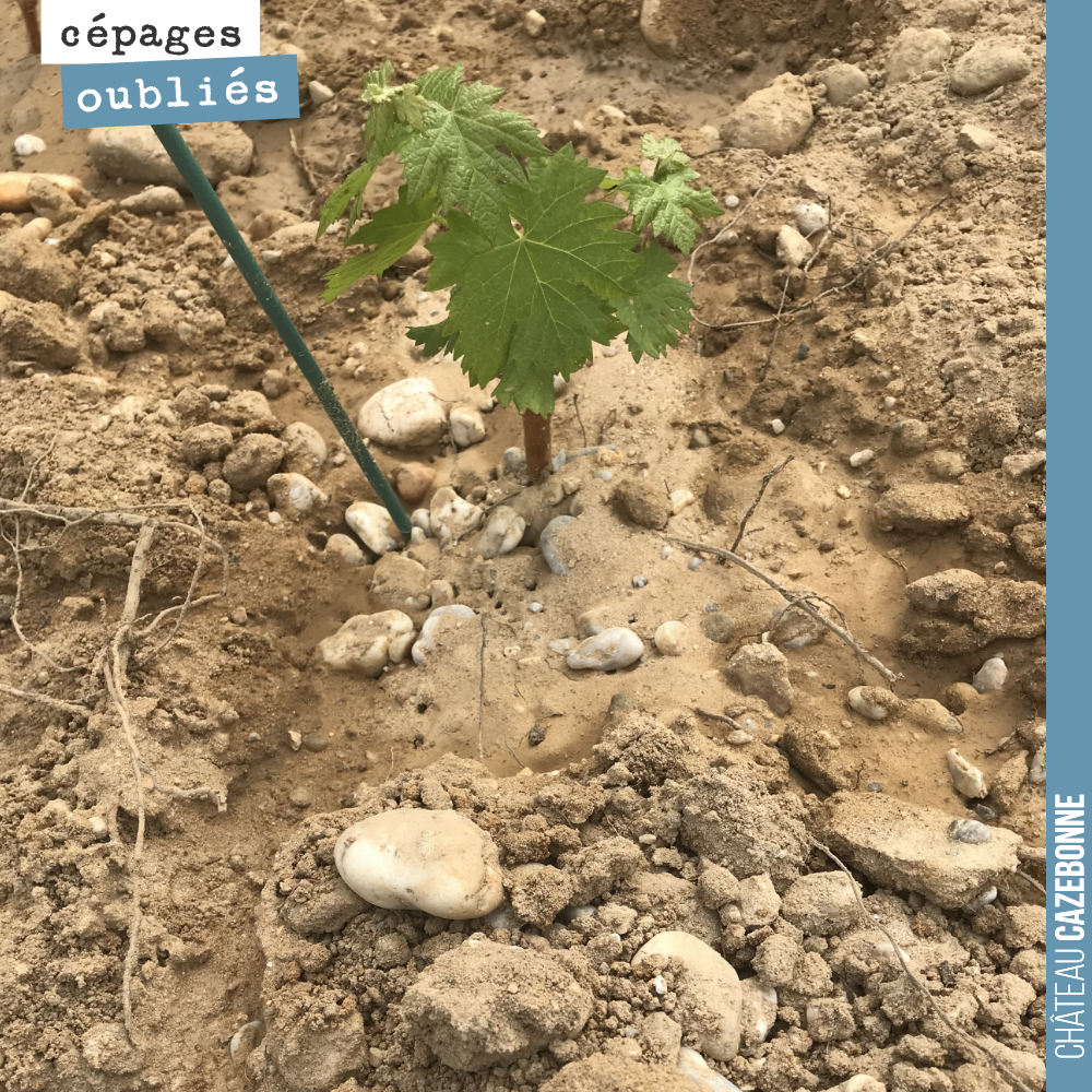 Our Graves soils on our Darche plot. 
Here is a young Petit Verdot vine.
This grape variety is late-ripening, but it does not like drought. We planted 40 ares at the bottom of the pl...