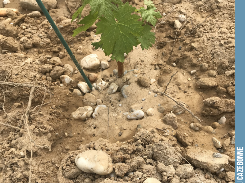 Our Graves soils on our Darche plot.
Here is a young Petit Verdot vine.
This grape variety is late-ripening, but it does not like drought. We planted 40 ares at the bottom of the pl...