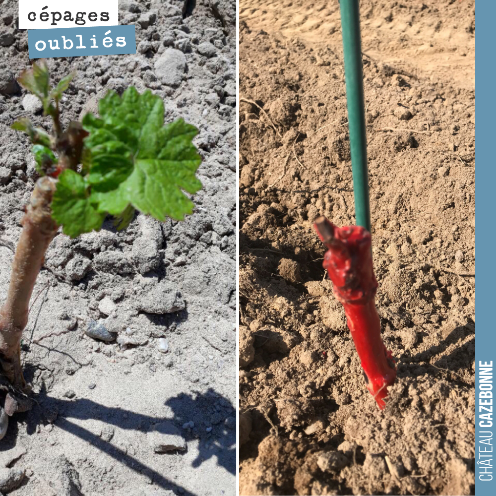 Here we go!
The bare-root plantings (example on the right) are starting to shoot.
Here on a Carménère vine.
What a joy to see life returning after last week's devastating hail...