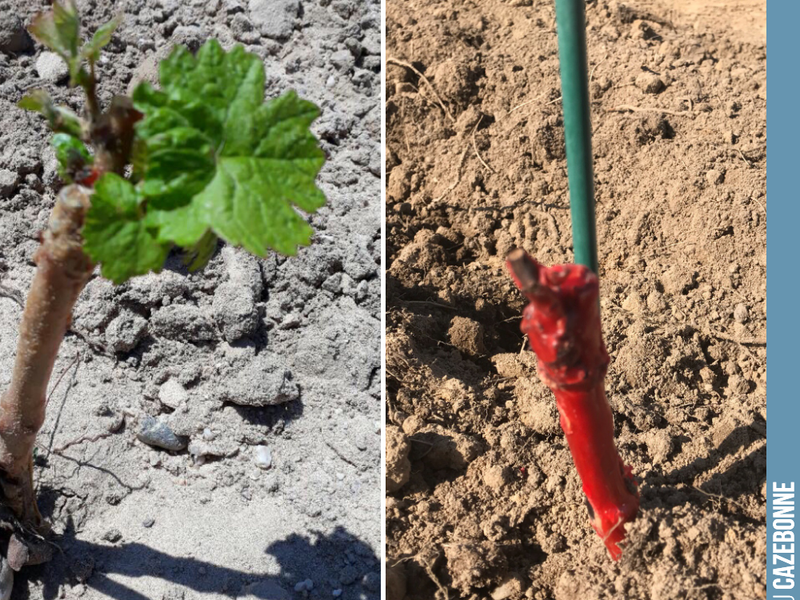 Here we go!
The bare-root plantings (example on the right) are starting to shoot.
Here on a Carménère vine.
What a joy to see life returning after last week's devastating hail...