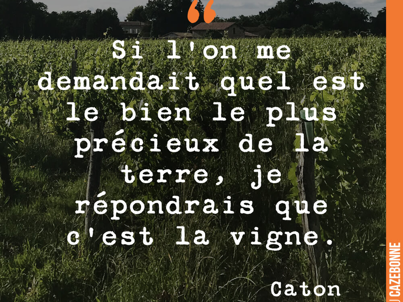 Si l'on me demandait quel est le bien le plus précieux de la terre, je répondrais que c'est la vigne.