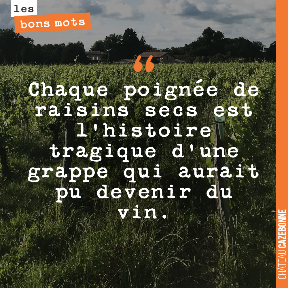 Chaque poignée de raisins secs est l'histoire tragique d'une grappe qui aurait pu devenir du vin.