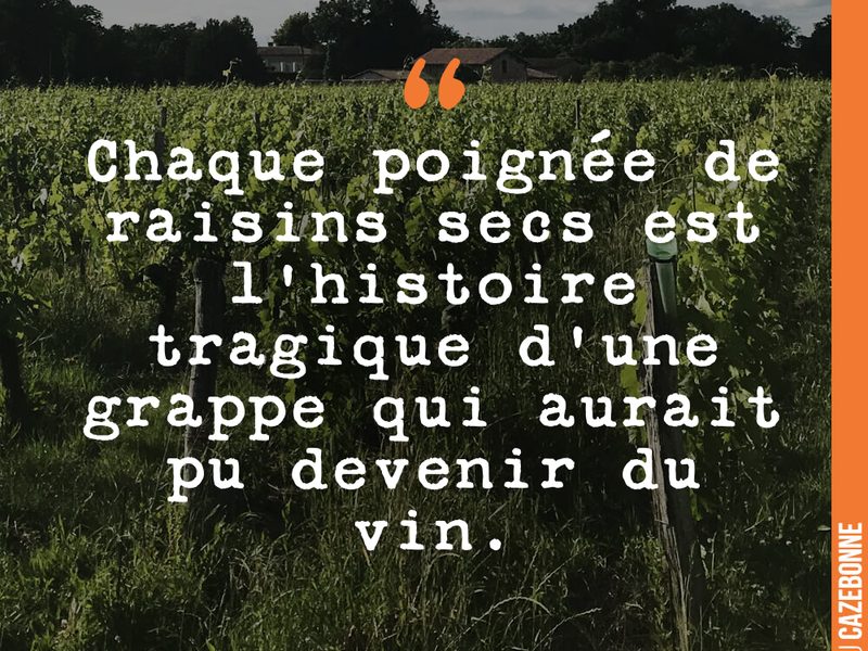 Chaque poignée de raisins secs est l'histoire tragique d'une grappe qui aurait pu devenir du vin.