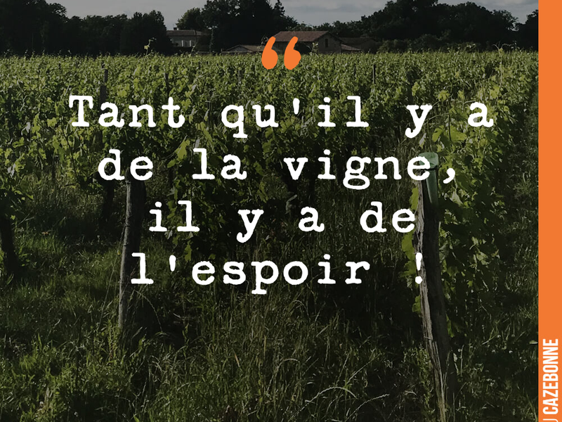 Tant qu'il y a de la vigne, il y a de l'espoir !