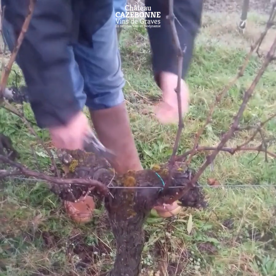 Olivier shows us how to prune this vine!