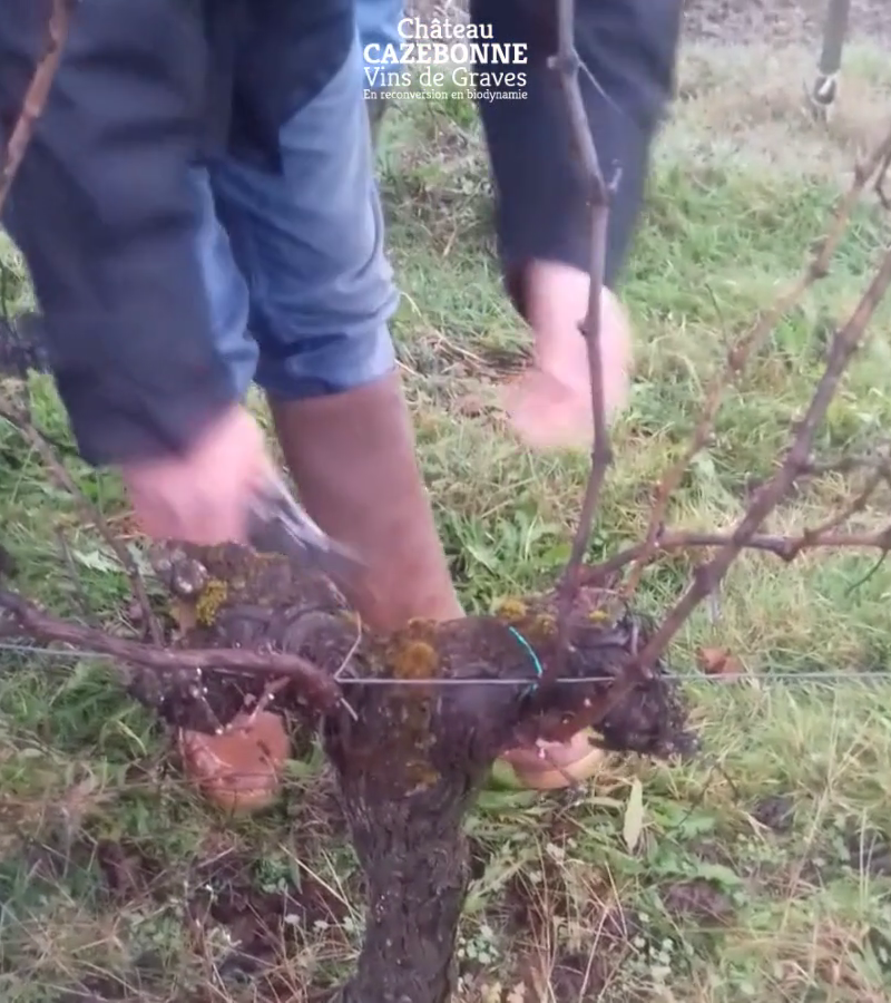 Olivier shows us how to prune this vine!