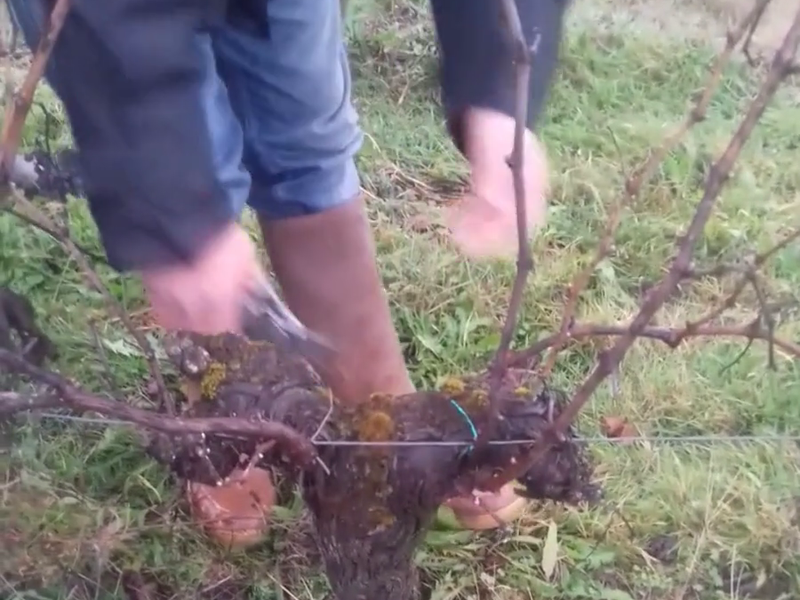 Olivier shows us how to prune this vine!