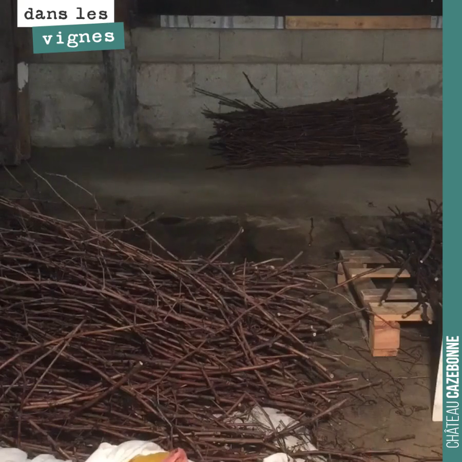 Preparing the scion wood to be used for top-grafting in spring.