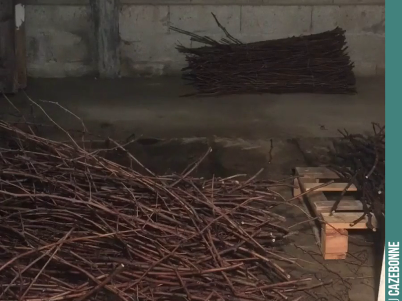Preparing the scion wood to be used for top-grafting in spring.