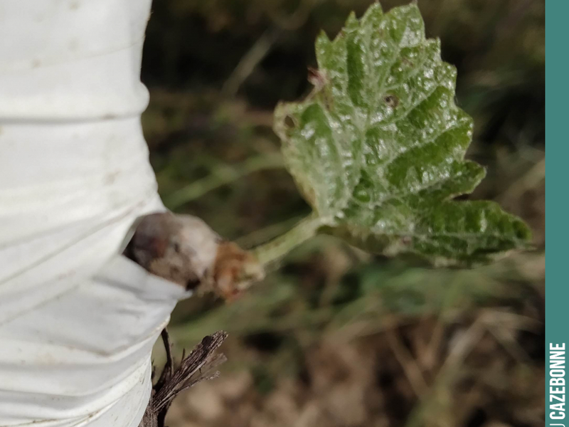 Last winter, Marc Birebent showed us how to carry out chip-bud grafting.
And it is fair to say it has taken remarkably well!