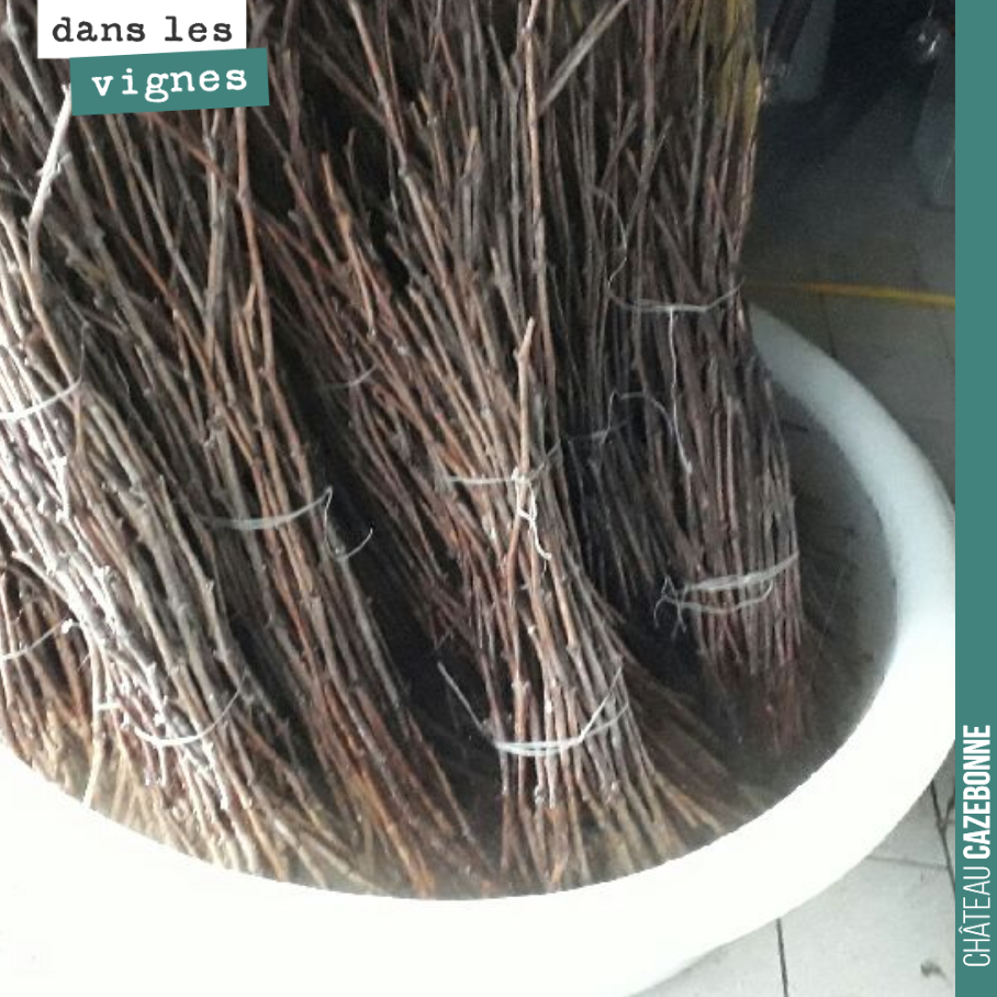 This Wednesday and Thursday, we are top-grafting one hectare of Sémillon with Castets and Mancin.
This could allow us to harvest 10 hectolitres of these two forgotten grape varieties as early as this year, to age th...