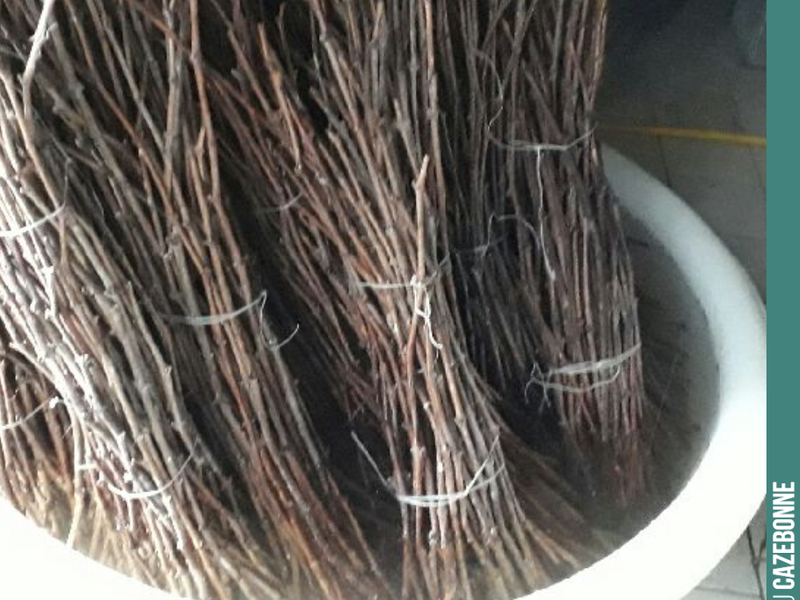 This Wednesday and Thursday, we are top-grafting one hectare of Sémillon with Castets and Mancin.
This could allow us to harvest 10 hectolitres of these two forgotten grape varieties as early as this year, to age th...
