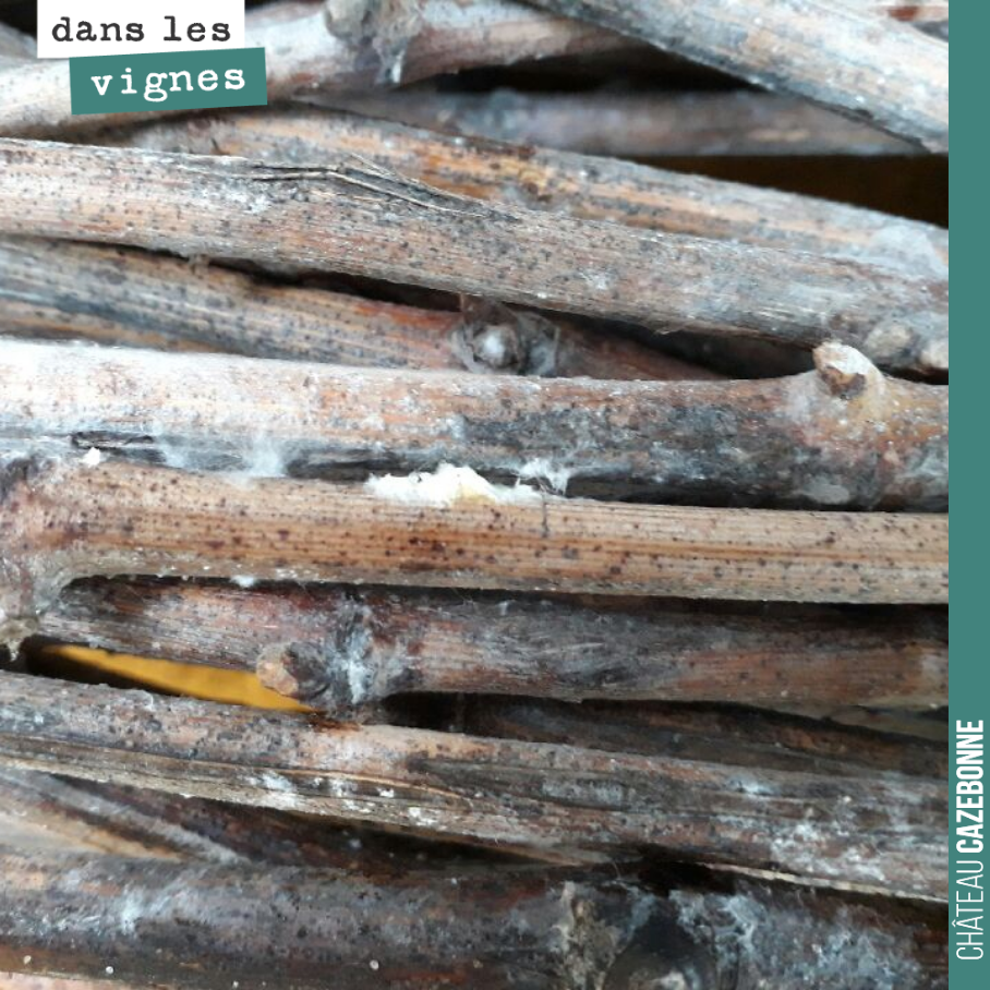 To ensure a successful top-grafting operation, the scion wood must have been kept in proper conditions. That is to say, in a cold place with high humidity levels. The mycelium that has developed o...