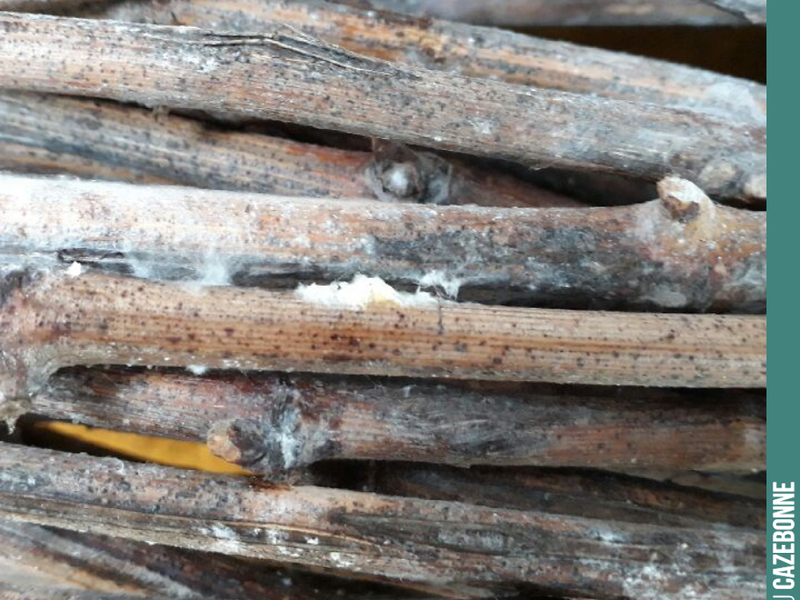 To ensure a successful top-grafting operation, the scion wood must have been kept in proper conditions. That is to say, in a cold place with high humidity levels. The mycelium that has developed o...