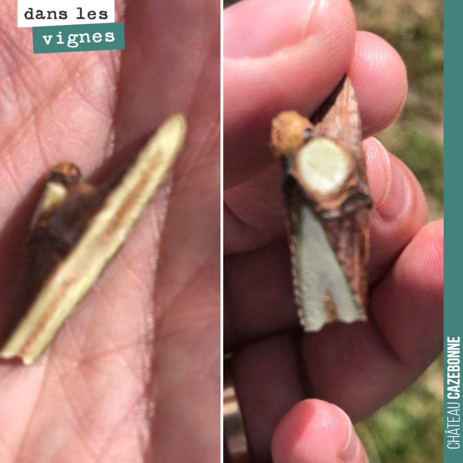 Here is the shape of the scion, cut directly in the row with a steady hand. This scion will be inserted into a cleft at the base of the vine. And the bud should soon swell and reveal the f...