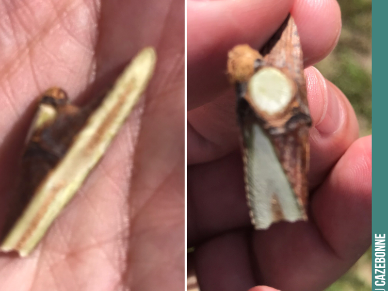 Here is the shape of the scion, cut directly in the row with a steady hand. This scion will be inserted into a cleft at the base of the vine. And the bud should soon swell and reveal the f...