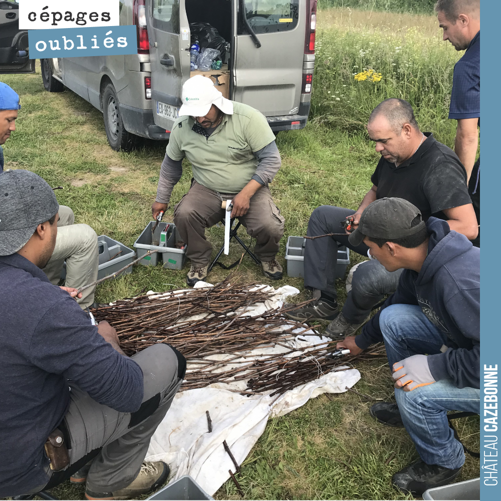 A whole process of selecting and preparing the scions to be used for top-grafting. The team is international, with Argentinians, Colombians and French!
A rare expertise, almost...