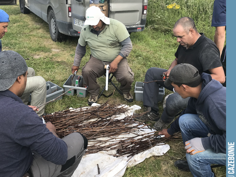 A whole process of selecting and preparing the scions to be used for top-grafting. The team is international, with Argentinians, Colombians and French!
A rare expertise, almost...