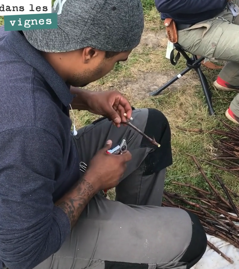 Selecting buds for top-grafting, a meticulous and demanding task.
