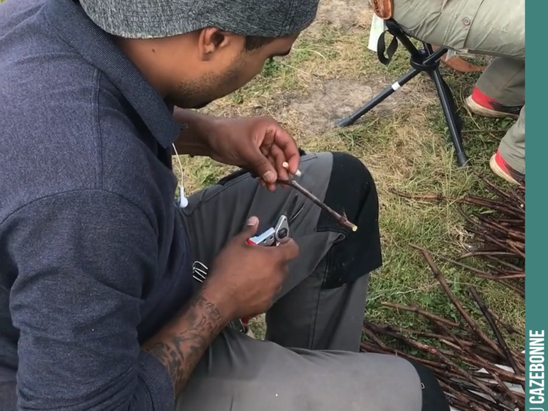 Selecting buds for top-grafting, a meticulous and demanding task.